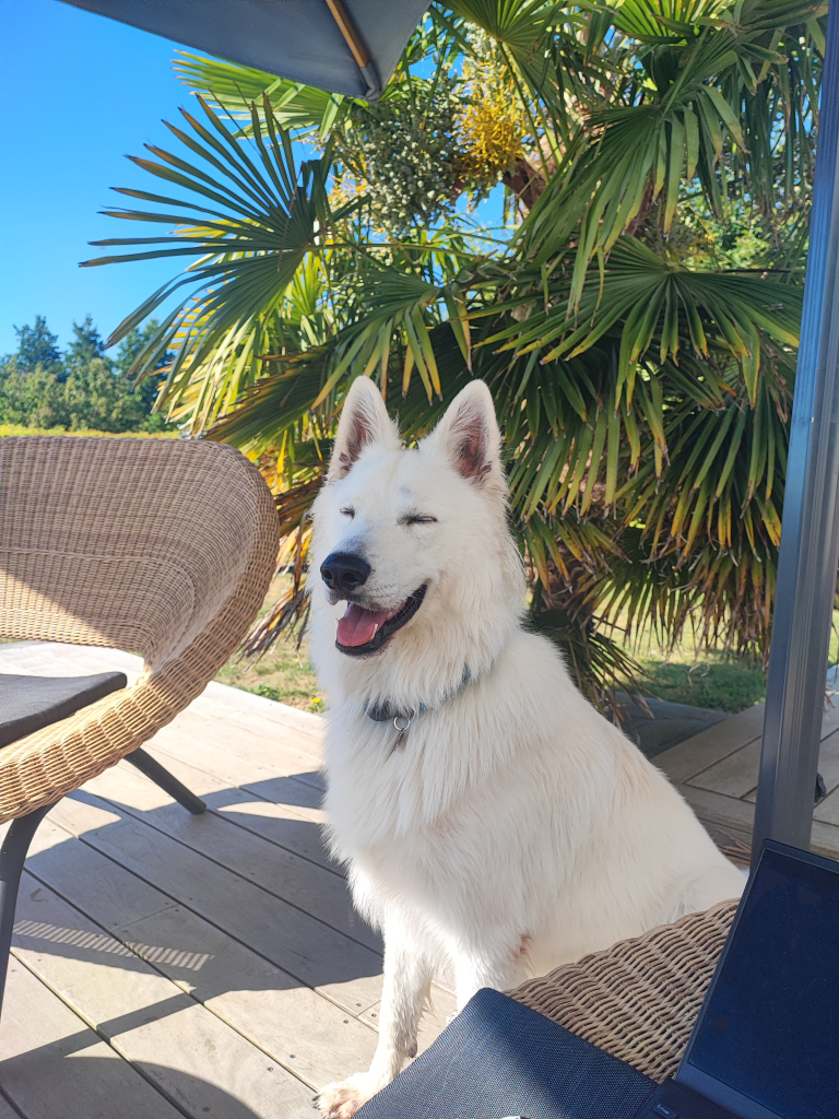 Chien d'éducateur en pension
